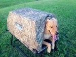 Grass Canidae Dog breed Dog crate Companion dog